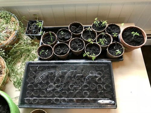 twoheartedginger: One week ago vs today Broccoli raab went into the garden box outside on Saturday. 