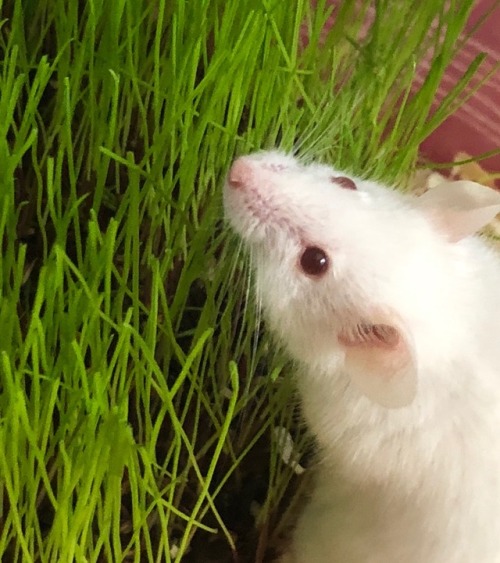 spent the last week growing organic grass for my little loves to play with and munch on