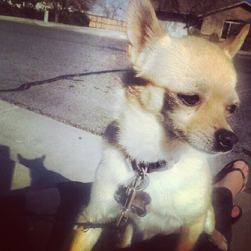 Princess Peach rest in peace. #loveyoupuppy
