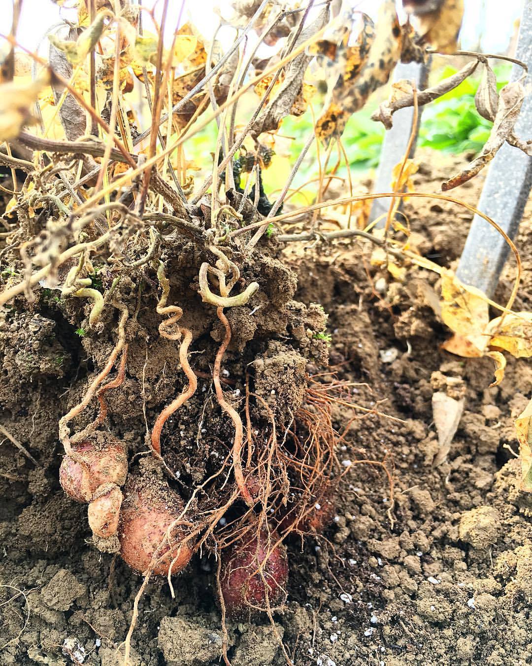 Bambara Groundnuts at home. #bambaragroundnut #bambara #vigna #vignasubterranea #seedsaving #seedkeeping