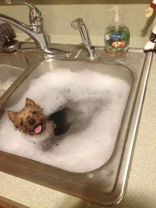 buzzfeed:  These dogs are just excited to be dogs.  