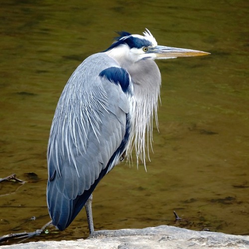 pointandshooter:Great Blue Heronphoto: David Castenson