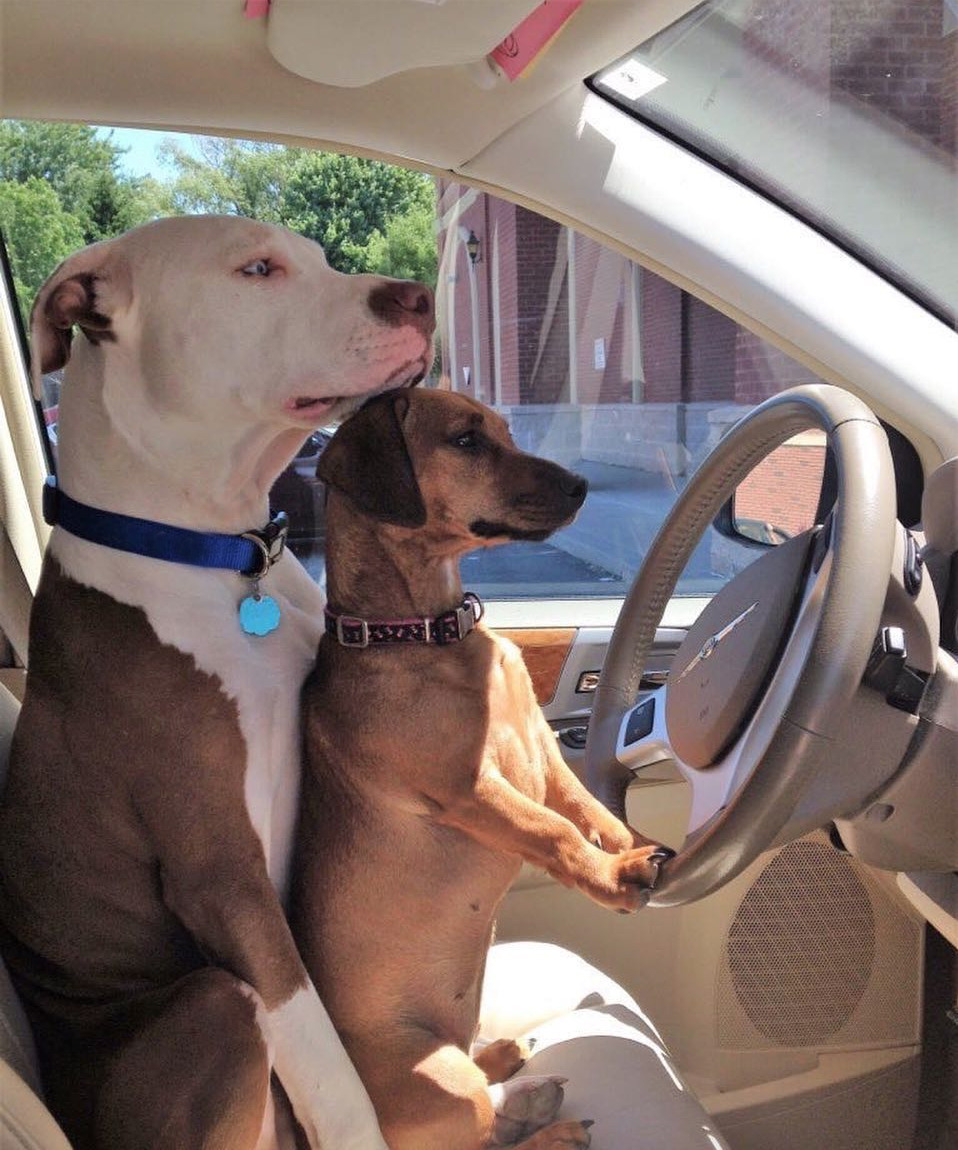 animalrates:  Here are Jackson and Kensi. They’re both helping each other learn