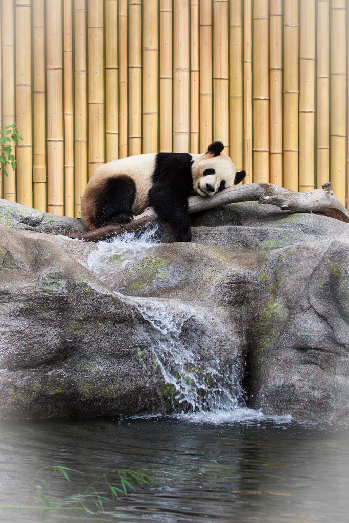 Giant Panda Photos