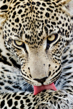 ilaurens:  Grooming Male Leopard - By: (Marius Coetzee) 