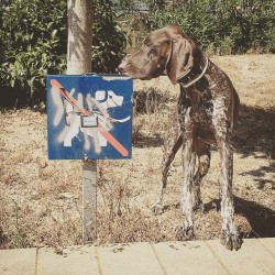 thyler:  Thug life! #gsp #gsplife #instadog