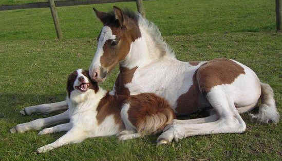 theblogforadog:  dogs and horses 