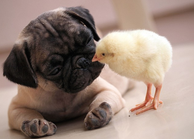 nubbsgalore:  puppy pug and chick are best friends.  photos by tim ho  