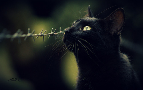 gato negro (by pablorg2009)