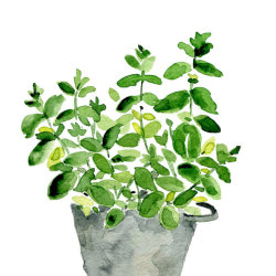 fhlowerz: w-utherings:  Mint plant in a tin planter by TheJoyofColor   