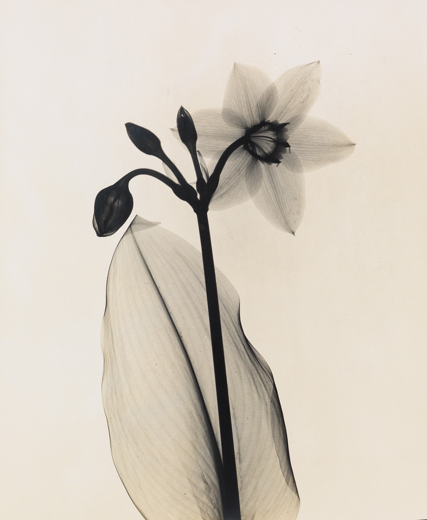 fragrantblossoms: Dr. Dain Tasker (1872-1964), Amazon-Lily, circa 1930.  Silver