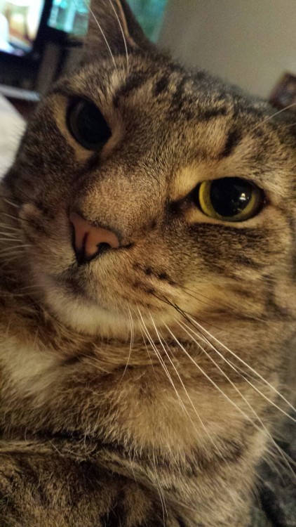 butimgettingoldertoo:Apparently it’s national tabby day so happy tabby day my sweet little loa