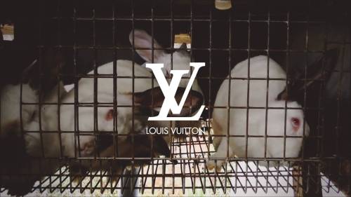 louis vuitton year of the rabbit