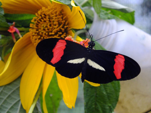 A Heliconius erato demophoon butterfly feeds on a flower in this photo released on June 1st 2016.  A