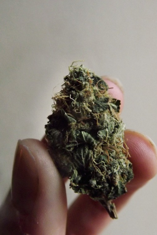 nervous-princess: blue dream