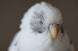 hummus-abutahina:  budgie-research:sleeping  bird–y