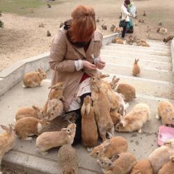 little-yogi:  tsunderrorist:  okunoshima is my happy place  Guys I just looked this place up. It’s an island off of the coast of japan and it’s filled with bunnies!!! Everyone look it up right now and die from the cute.