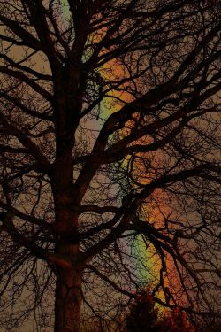renamonkalou:  Rainbow Tree