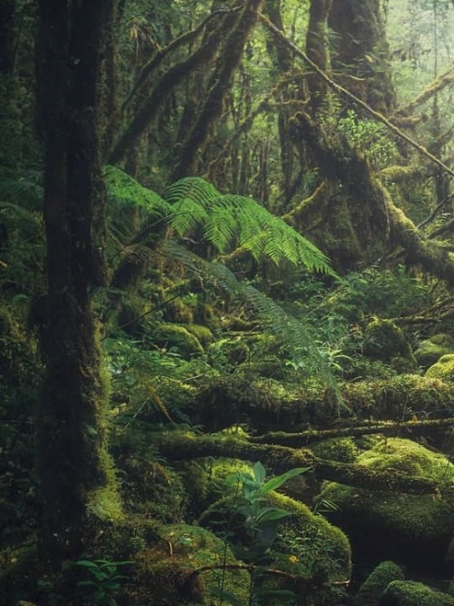 turnnoffyourmind: Enchanted forest ✦ Bosque Valdiviano, Cochamó, Los Lagos, Chile.