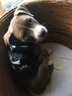 lailatovyoni:  Black metal puppy. ❤️