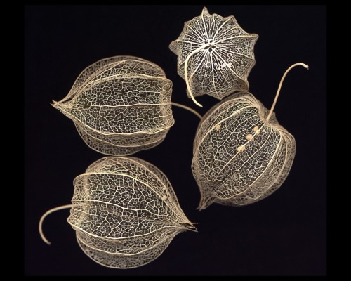 (via Physalis sp. | Botany Photo of the Day)