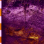 purple-podzol
