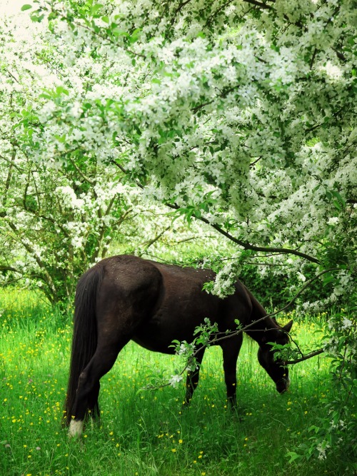 ambermaitrejean:serendipity…one horse in a field abloomlost on a back road Photos and haiku b