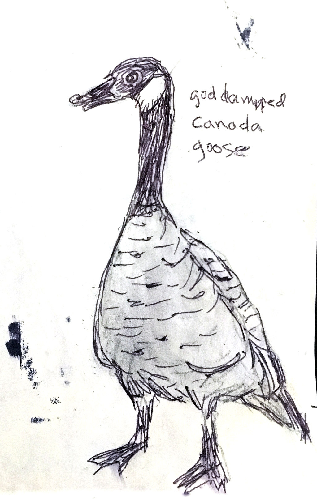 Field Guide to Dumb Birds of North America — Goddamned Canada Goose Thanks a lot, Canada. These...