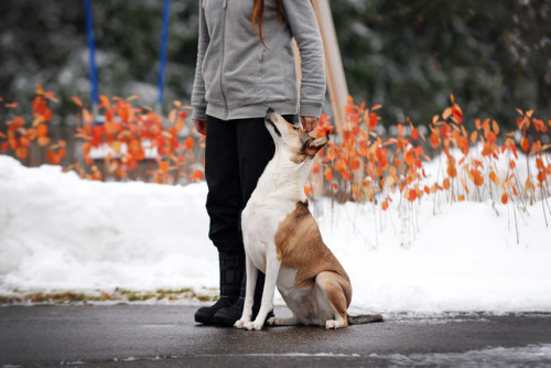 smoothcollie