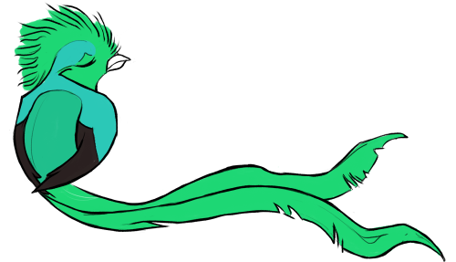 dailybirddrawings: Day 23: Resplendent Quetzal An important and luxurious bird to all Guatemalans!&n