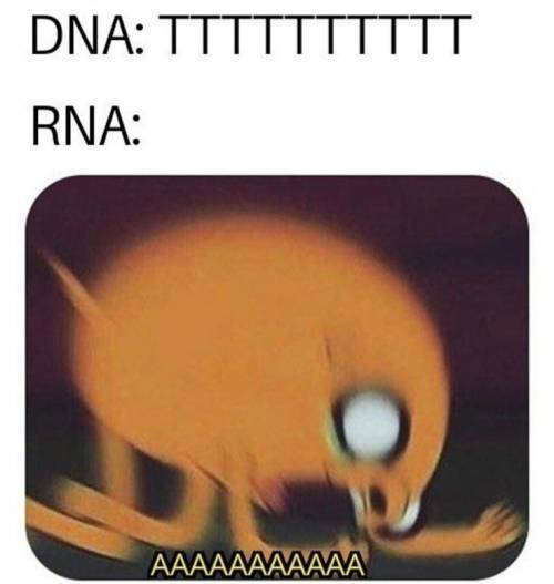 newtonpermetersquare:nucleic acid be like