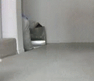 cutefurrythings:  x 
