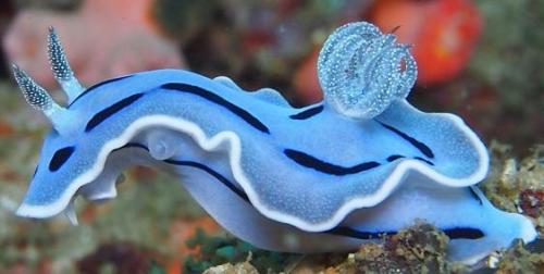sanctusapparatus:I love sea slugs