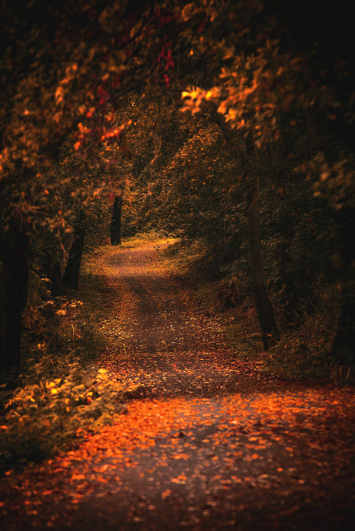 drxgonfly:  autumn is near (by Marek Ševc) 