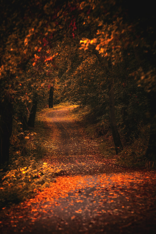 autumn-pilgrim: drxgonfly:  autumn is near (by Marek Ševc)  (Source)