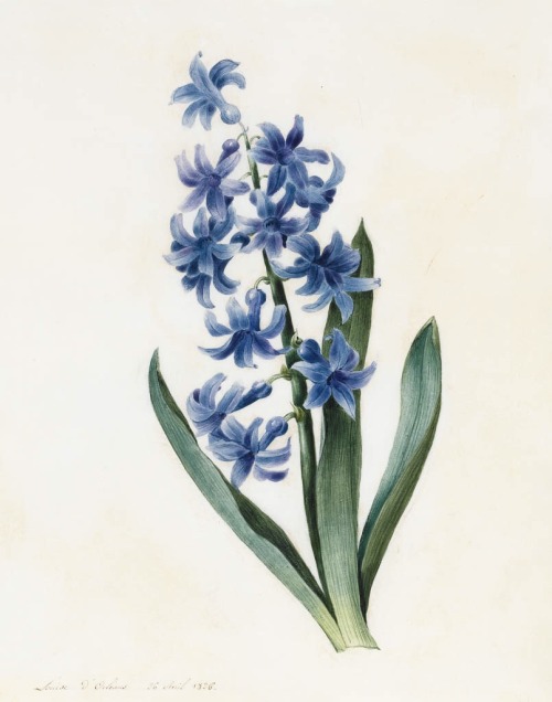 Princesse Louise d'Orléans, Hyacinth, 1826. Watercolor. France. Via Fitzwilliam Museum 