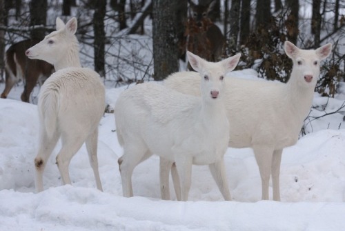 forest-faerie-spirit:{Snow Angels} by {Michael}