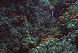 biscodeja-vu:  Nanue Bridge Waterfall, Hawaii