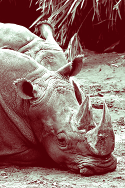 earthandanimals: White Rhino jasoncarne 