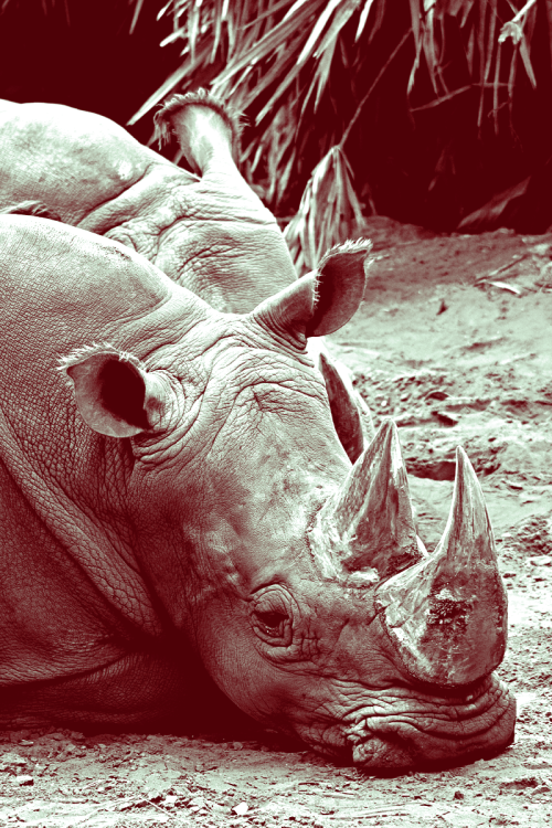 Sex earthandanimals: White Rhino jasoncarne  pictures