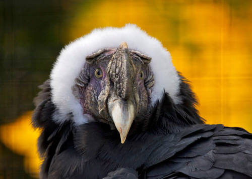 Andean Condor