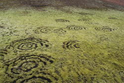 processes:fairy rings in moss, iceland  source: