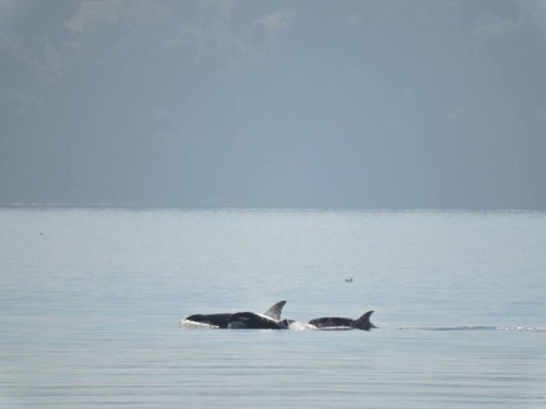 Ah the joys of living in the PNW ! Pod of orcas in the harbor