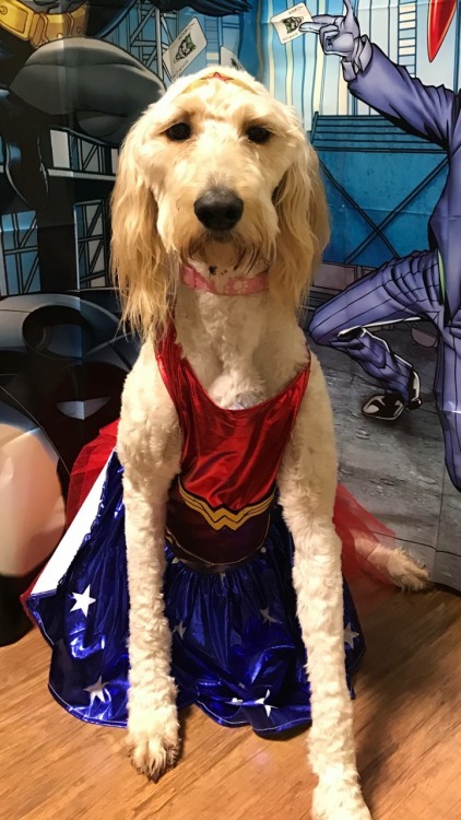 Bailey dressed as Wonder Woman!
