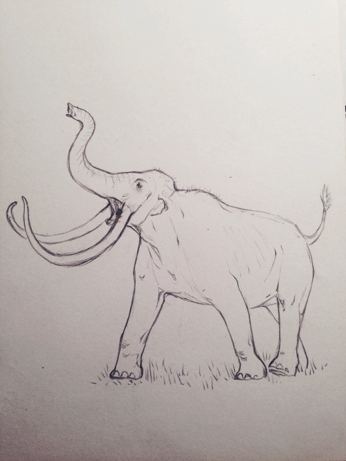 kimblewick: Drawing mammoths is my fave thing atm - this is a huge Colombian bull who’s maybe a litt