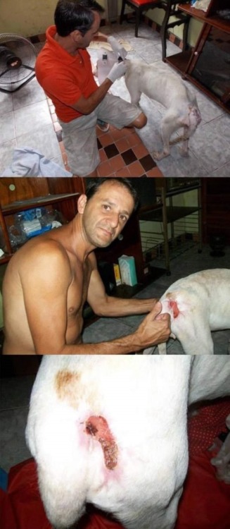rosettakat:  thatgirlcanlift:  wreckedxteen:  canna-bish:  Thank you so fucking much.  im in teaaars  I will never not reblog this because this guy right here is the best example you could ever have for how to care for an animal in need.  Props to this