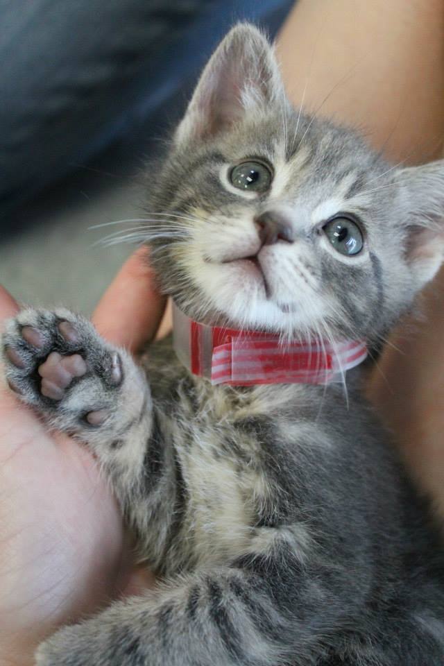 lackadaisycats:  sleepmurder:  On the importance of GOOD PHOTOS of shelter pets: