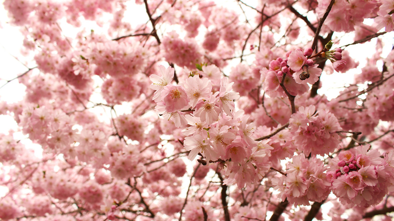 drxgonfly:  Photography Flowers (by Bruno Bosse)Photographer’s Facebook | Youtube