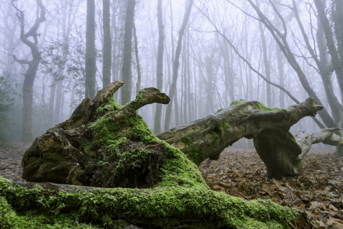 Highwoods SSSI by Malcolm Browne