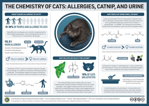 It&rsquo;s #InternationalCatDay! If you&rsquo;re allergic to cats, it might not help to know